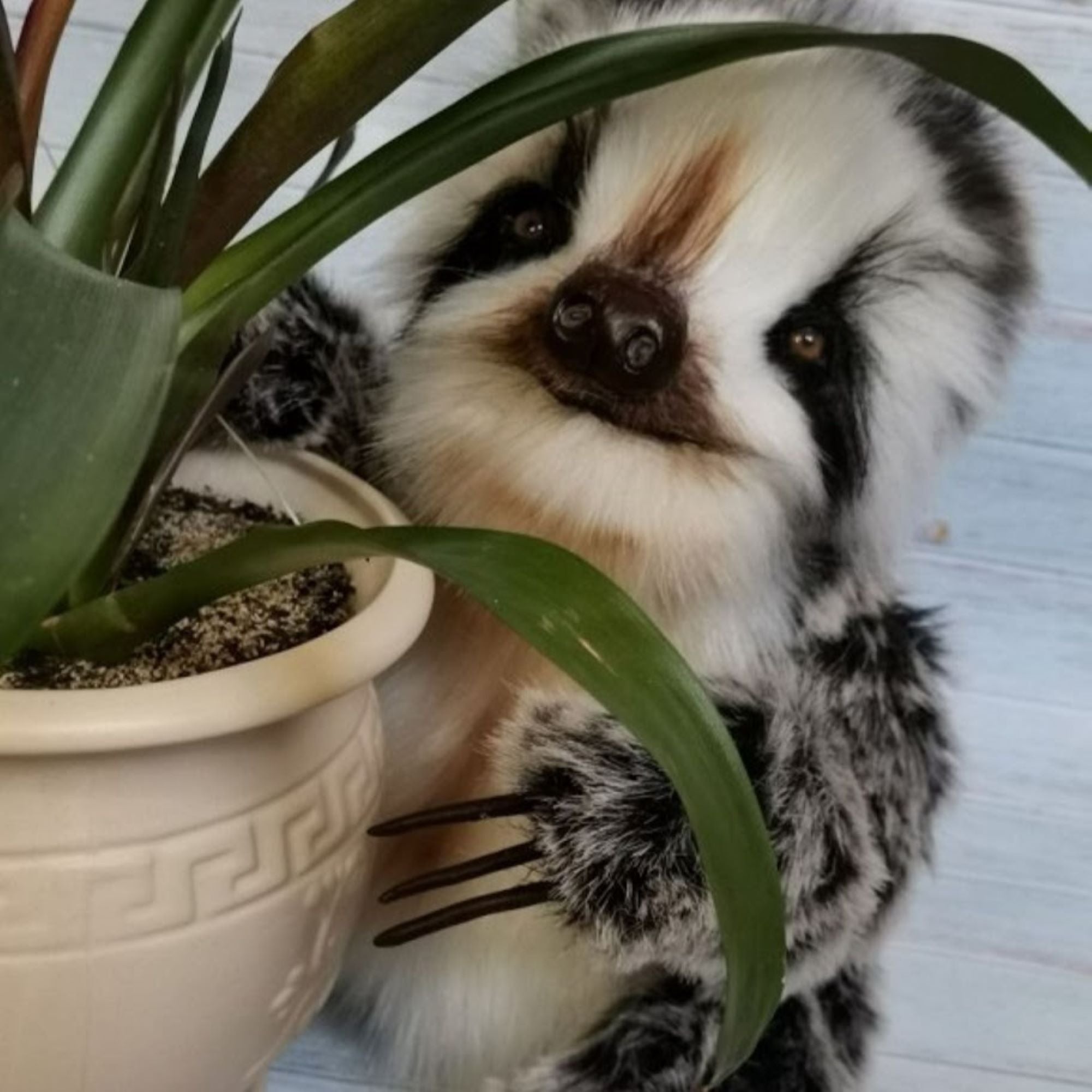 Sami- The Lively and Loving Baby Sloth