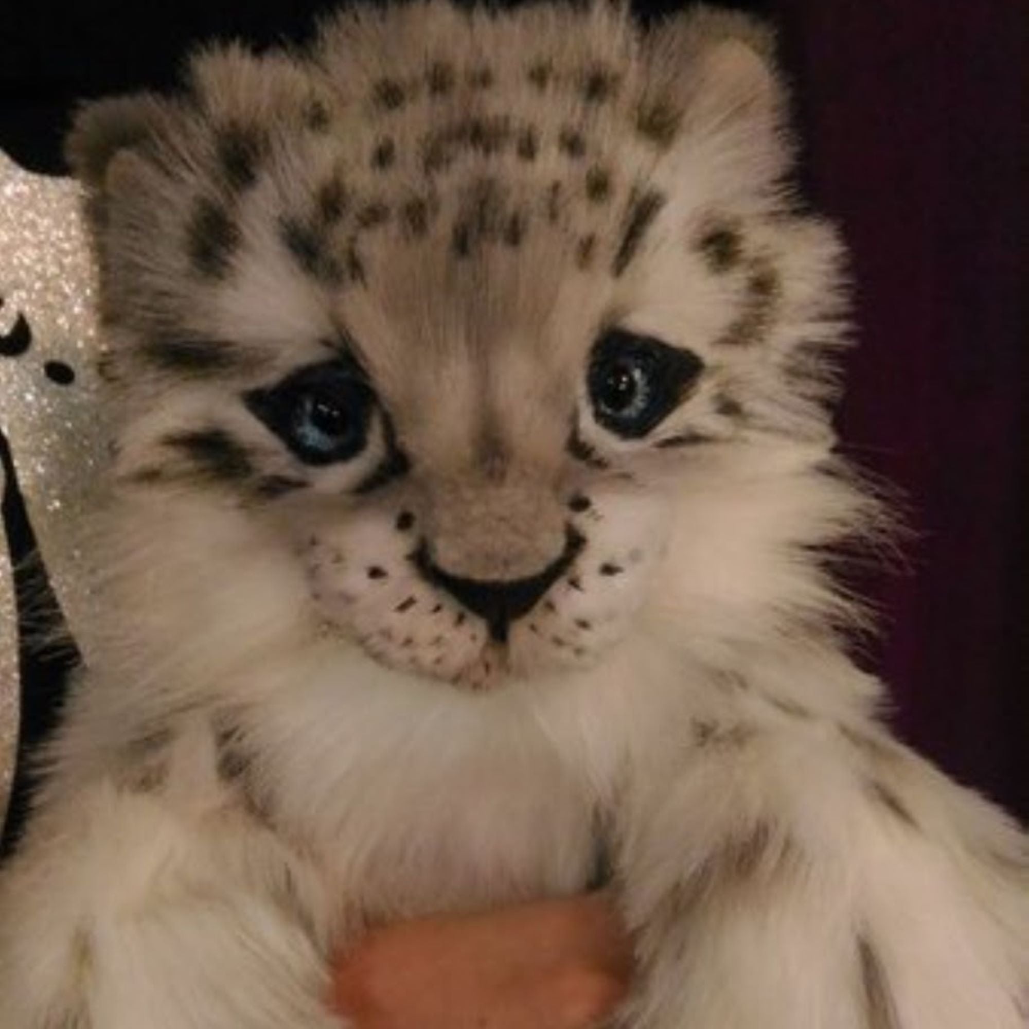 The Shy White Baby Snow Leopard- Shira