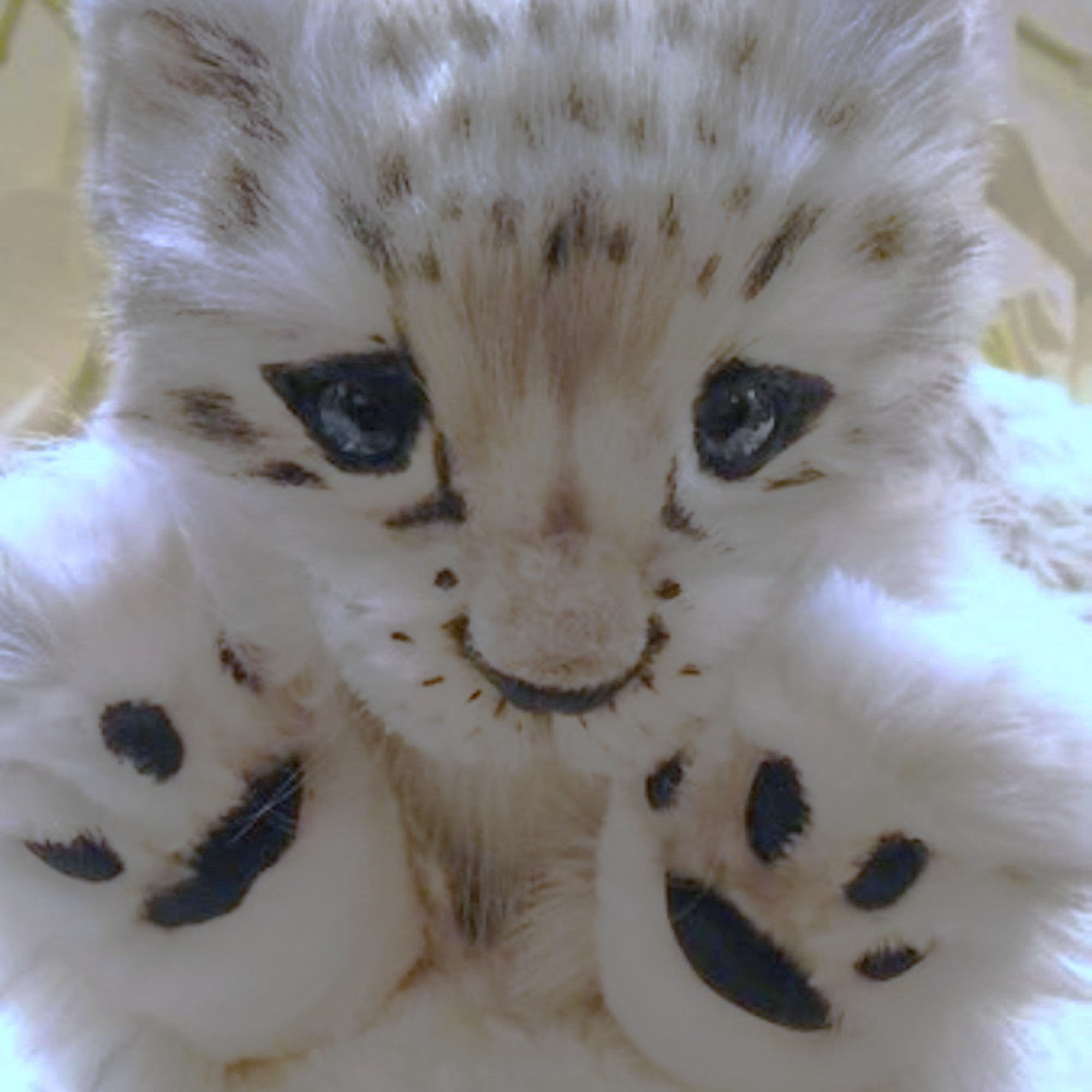 The Shy White Baby Snow Leopard- Shira