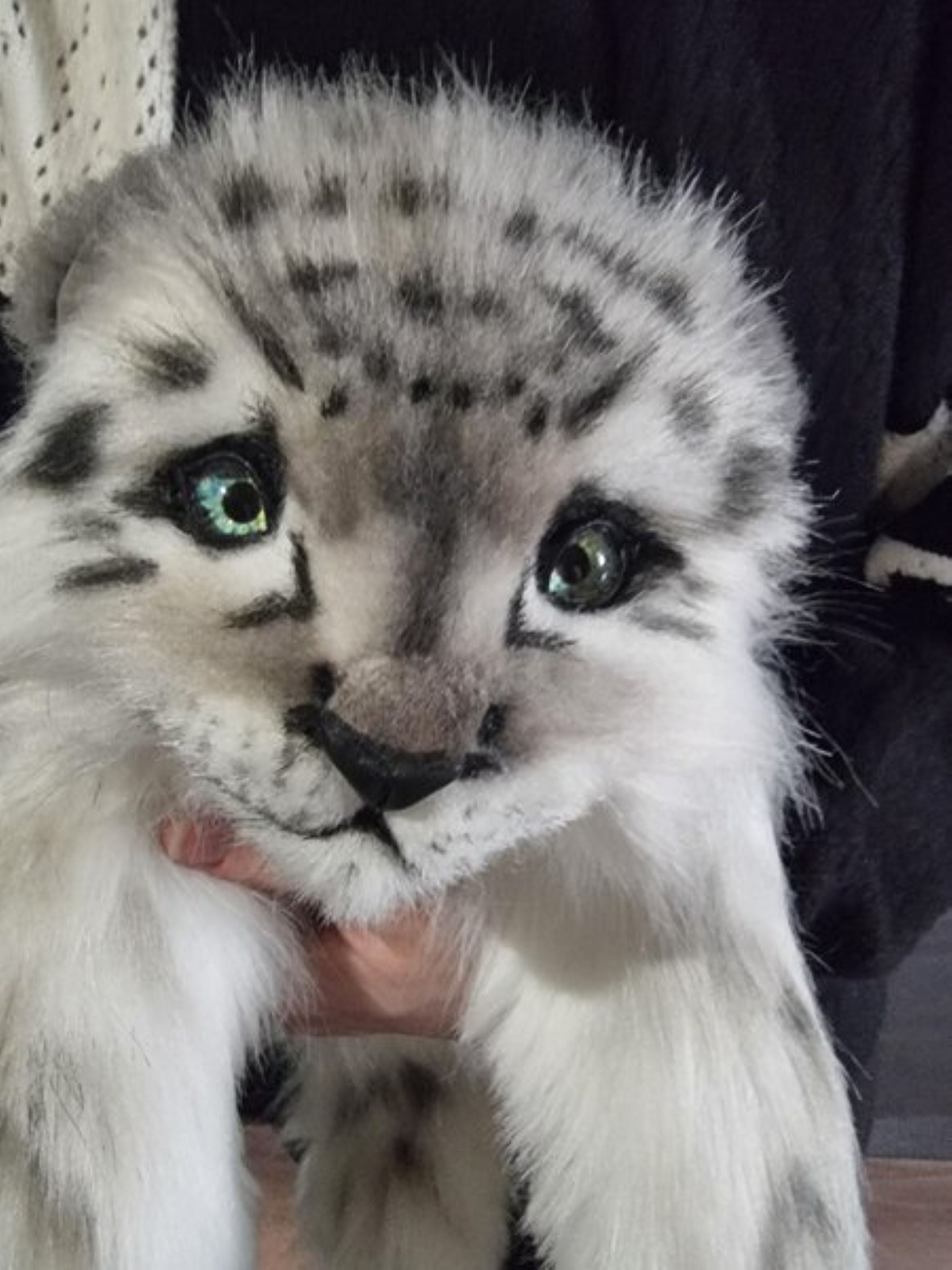 The Shy White Baby Snow Leopard- Shira