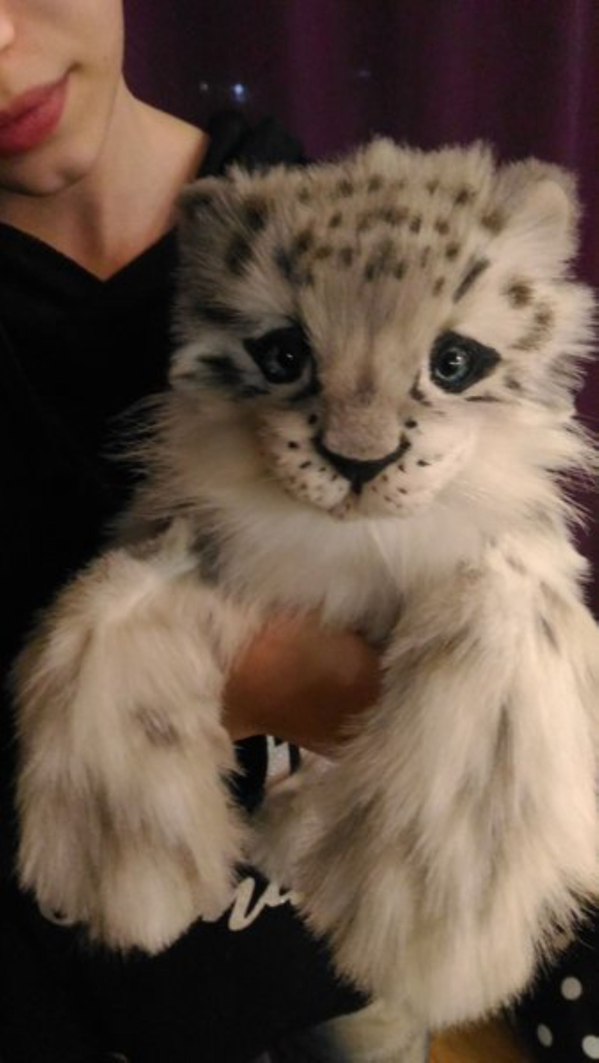 The Shy White Baby Snow Leopard- Shira