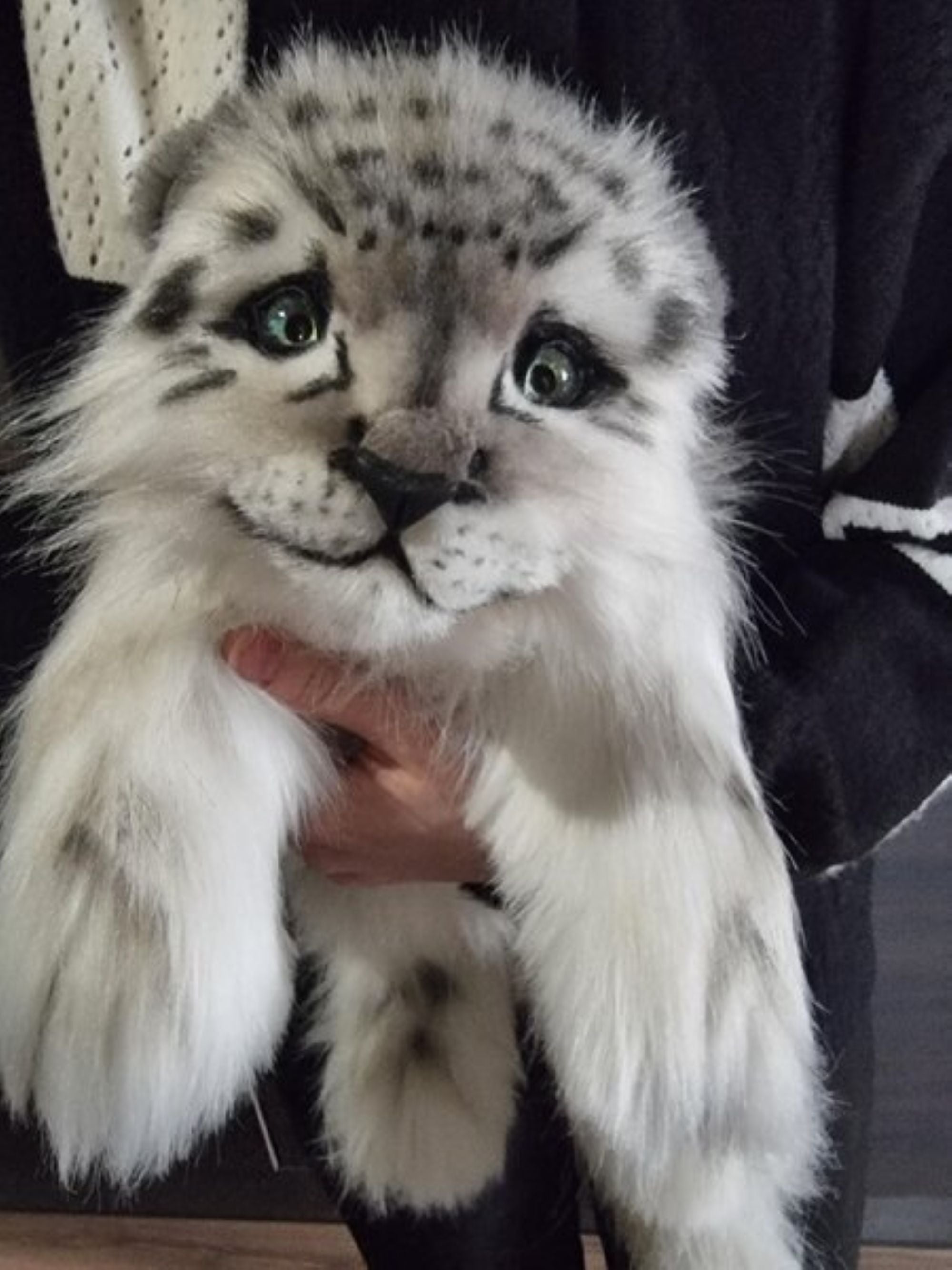 The Shy White Baby Snow Leopard- Shira