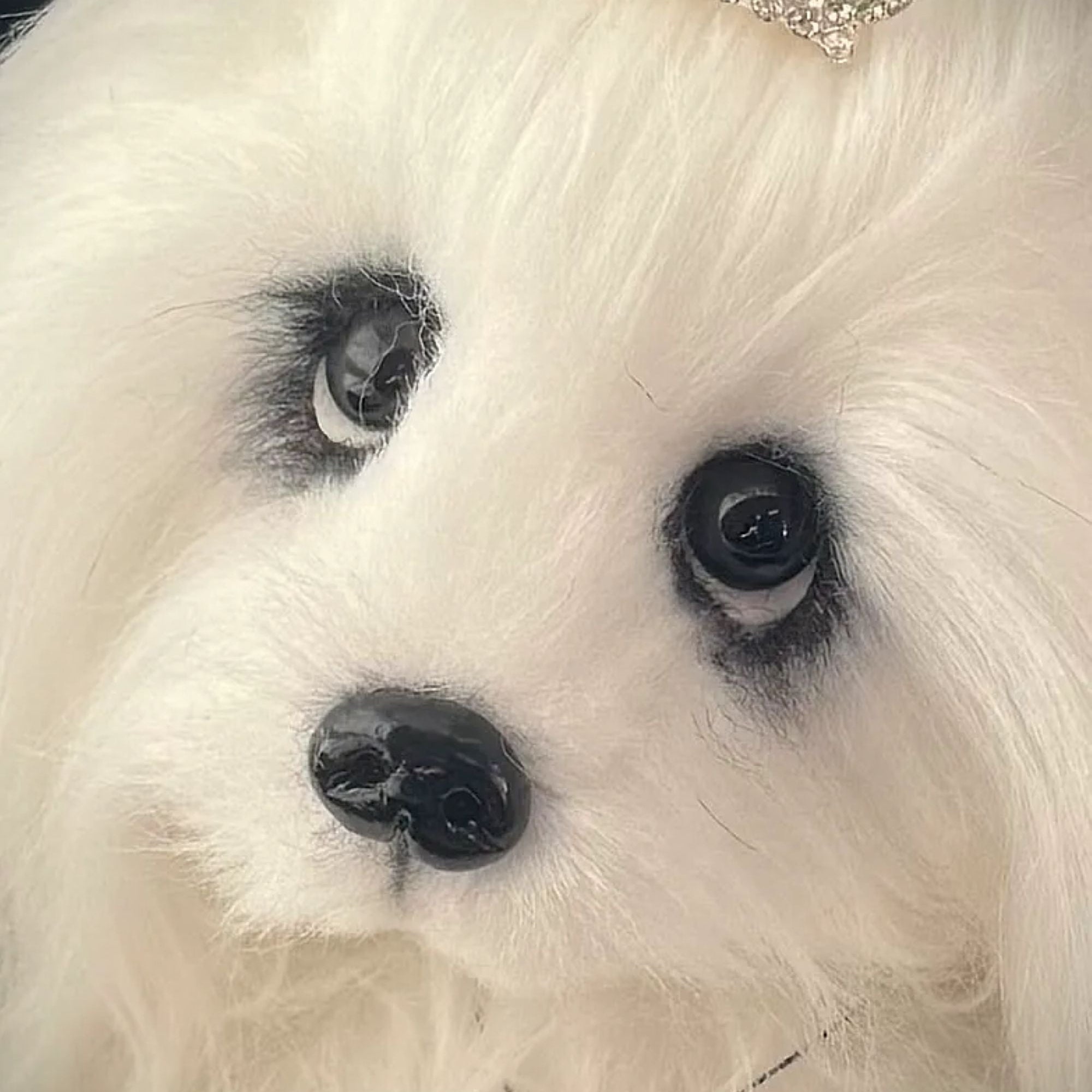 OOAK Puppy - the softest of all