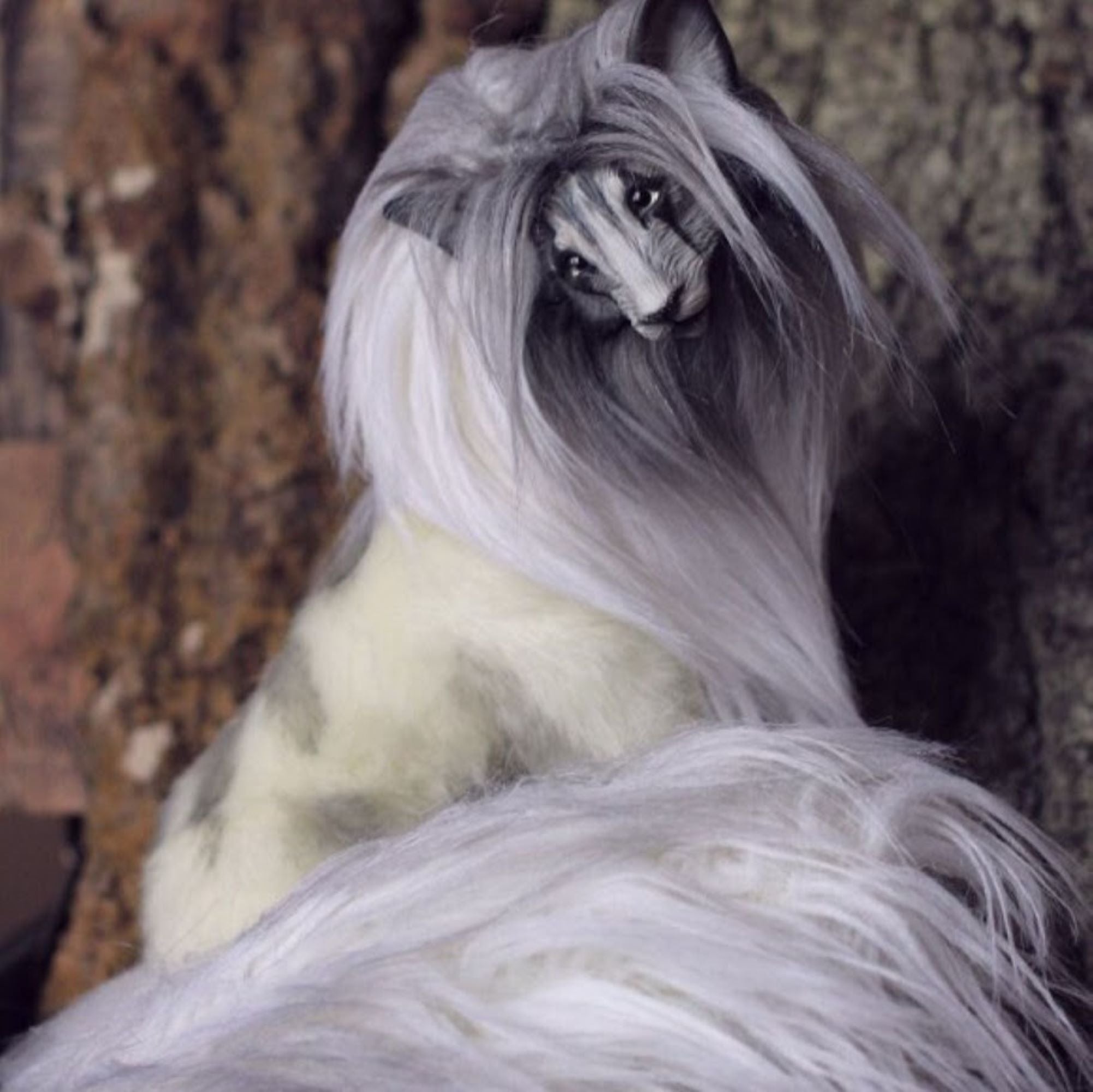 Noble Wolf of Majestic Beauty- Spirit Wolf Eric