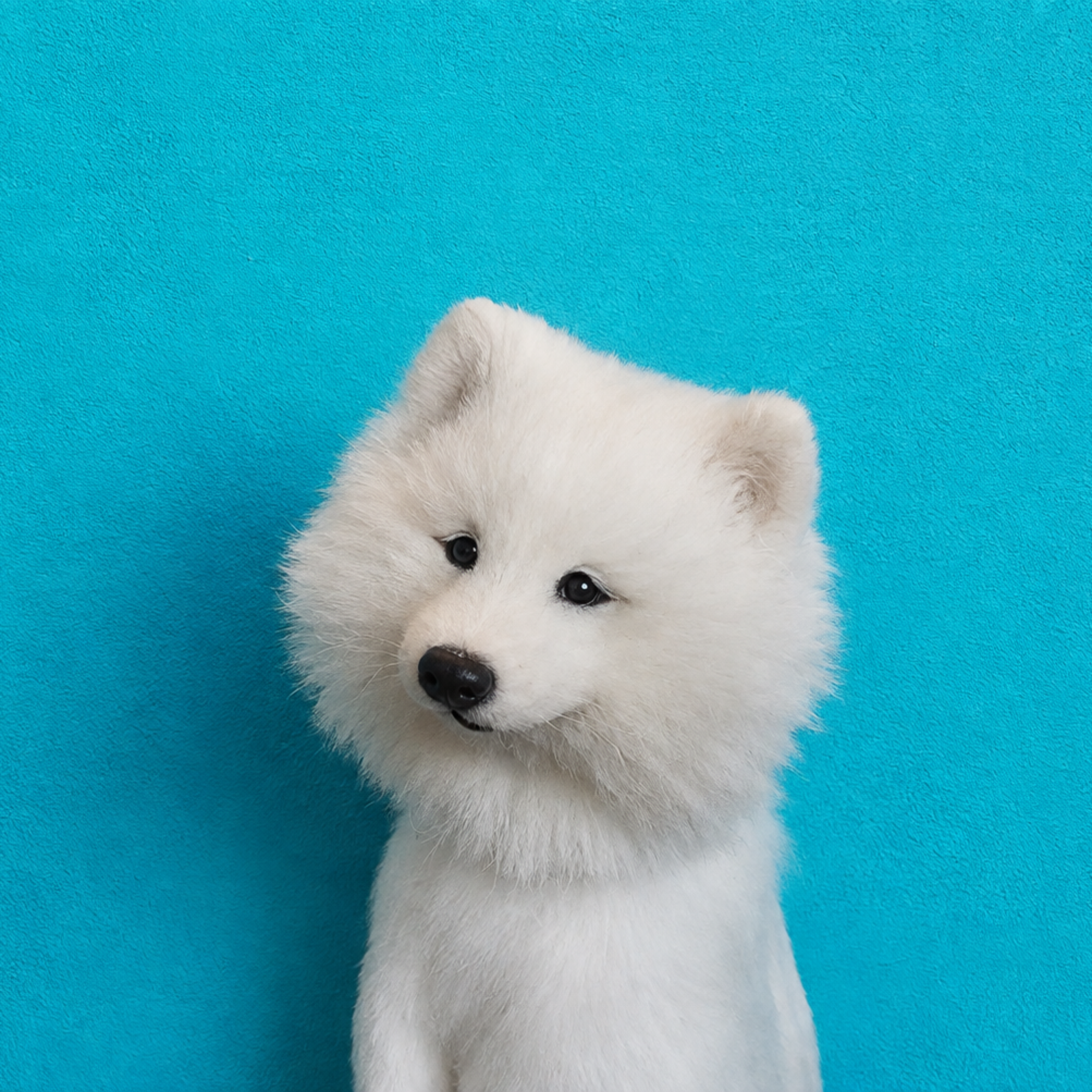 Meri Meri- the Whimsical Arctic Fox Plush