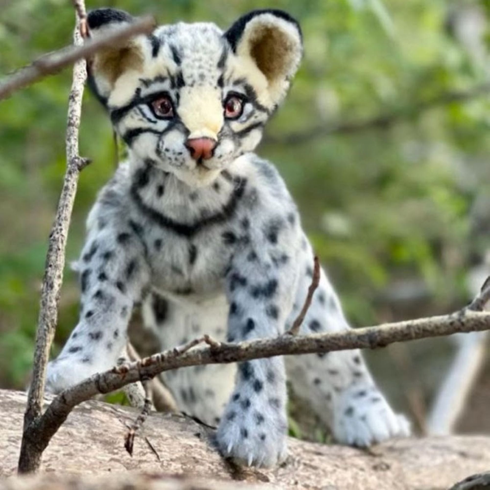 Ocelot Kitten- A Lifelike Exotic Beauty
