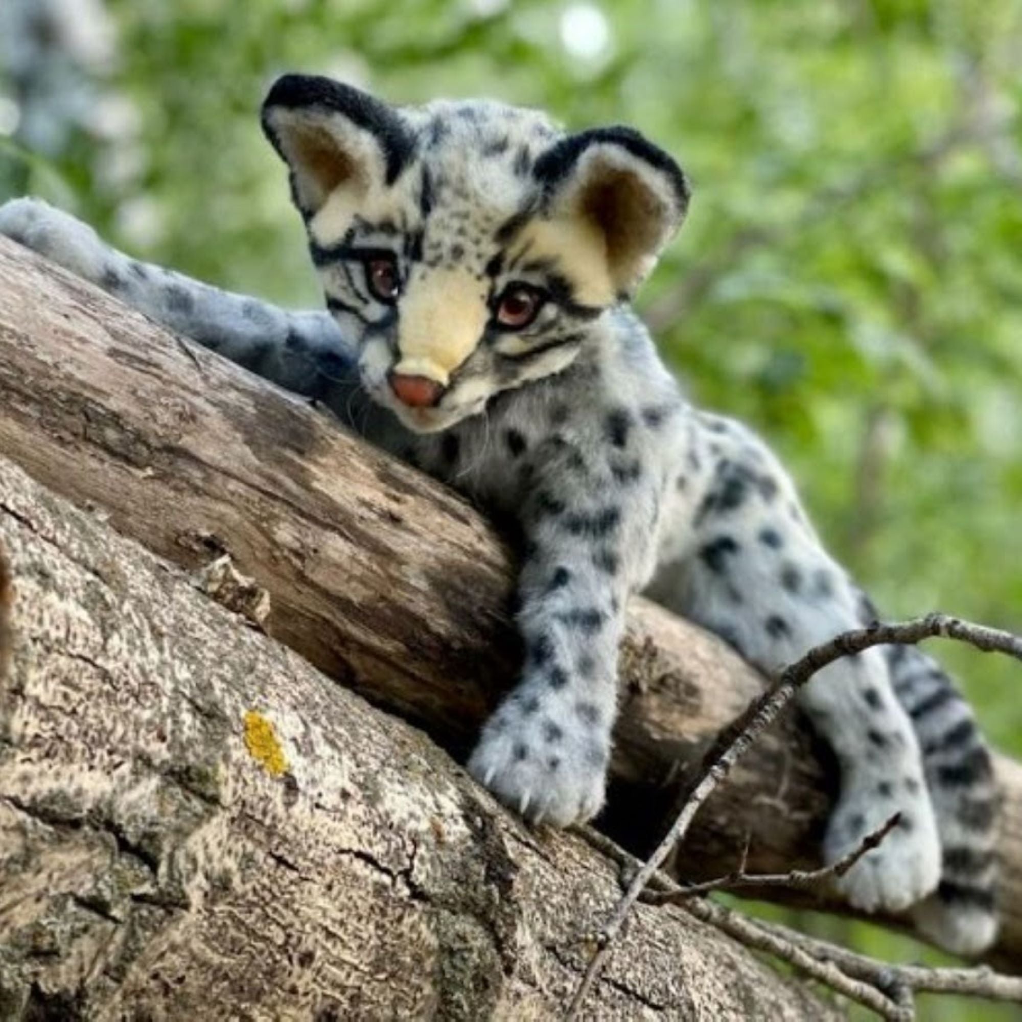 Ocelot Kitten- A Lifelike Exotic Beauty