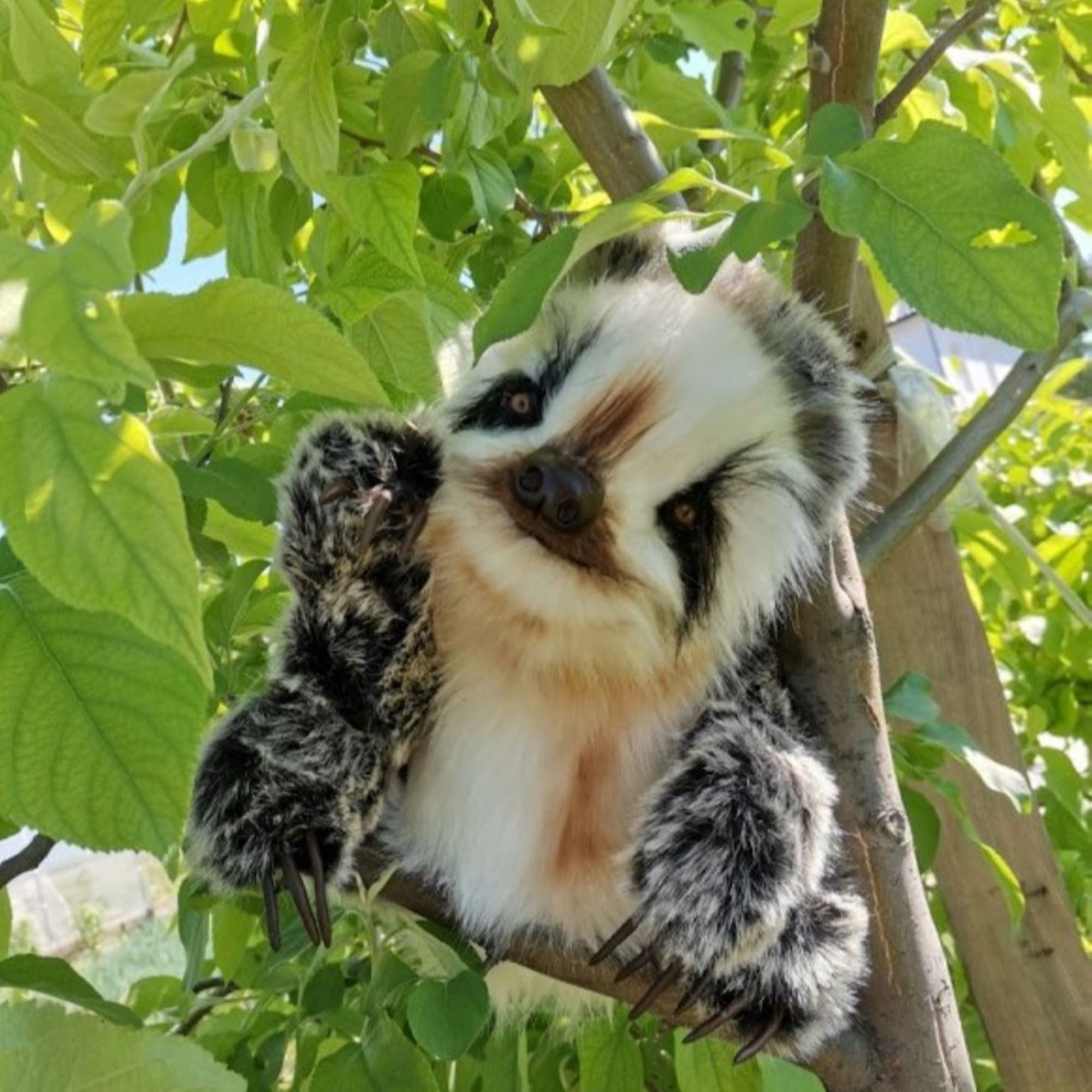 Sami- The Lively and Loving Baby Sloth