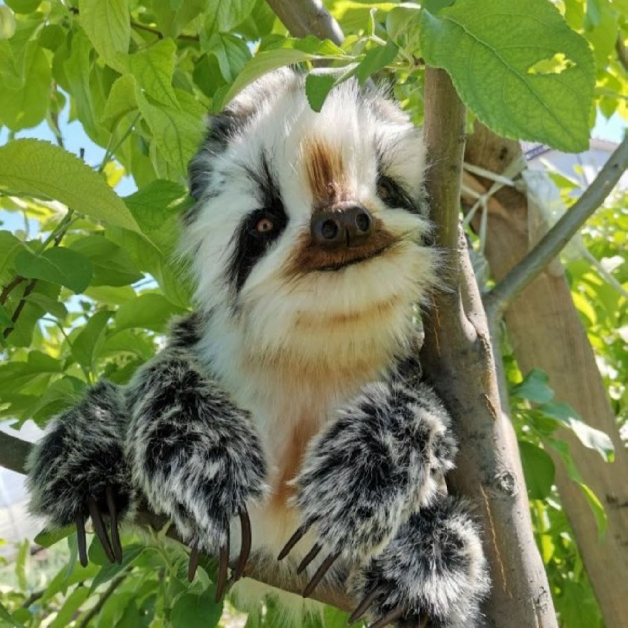 Sami- The Lively and Loving Baby Sloth