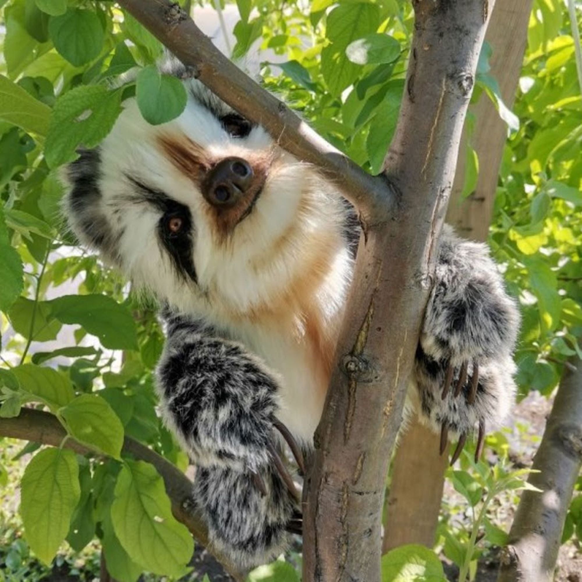 Sami- The Lively and Loving Baby Sloth