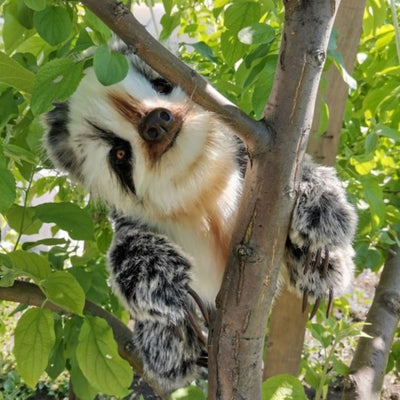 Sami- The Lively and Loving Baby Sloth