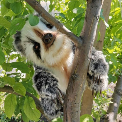 Sami- The Lively and Loving Baby Sloth