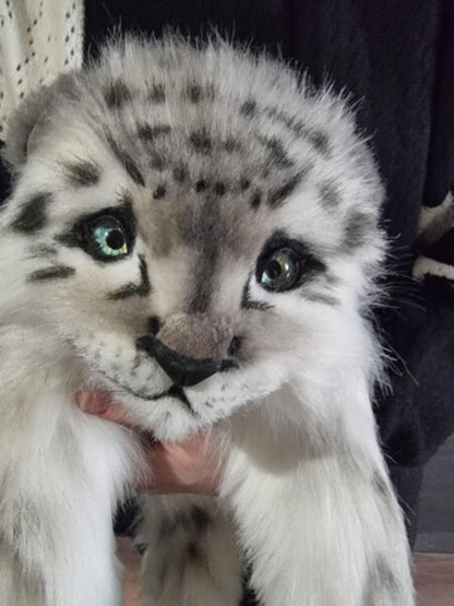 The Shy White Baby Snow Leopard- Shira
