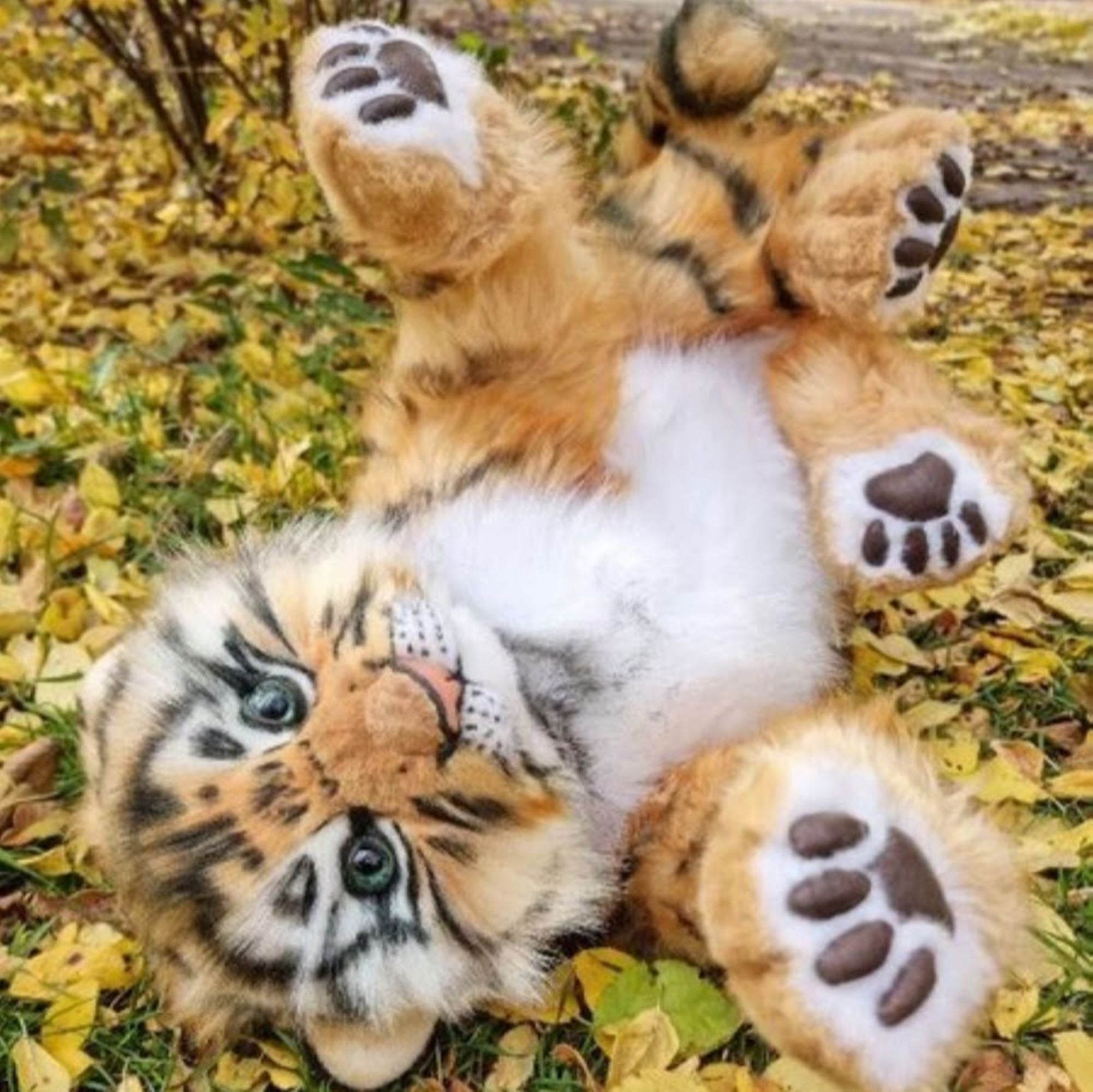 Plush Baby Tiger- Sweet Wild Grace