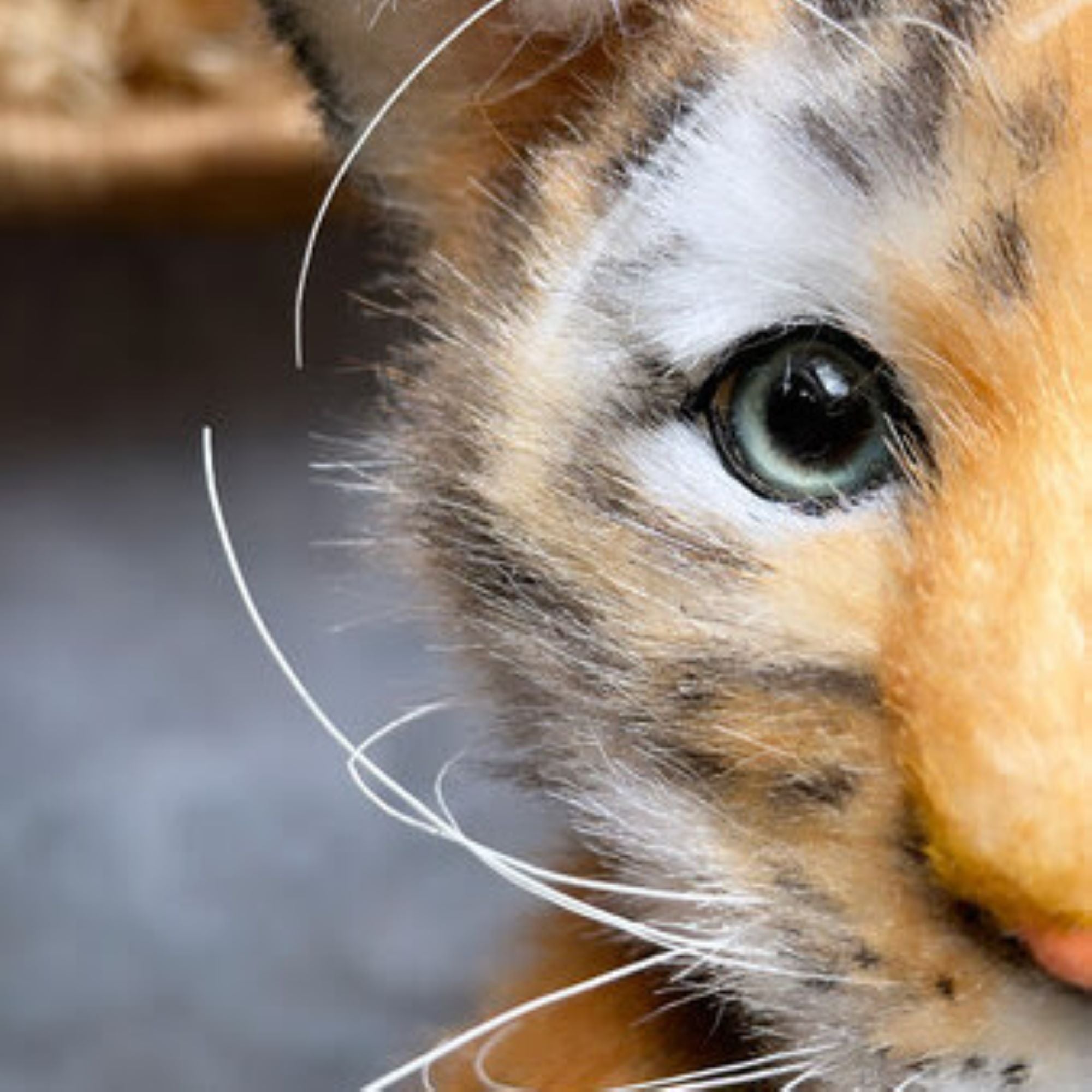 Tiger Cub- A Playful Companion