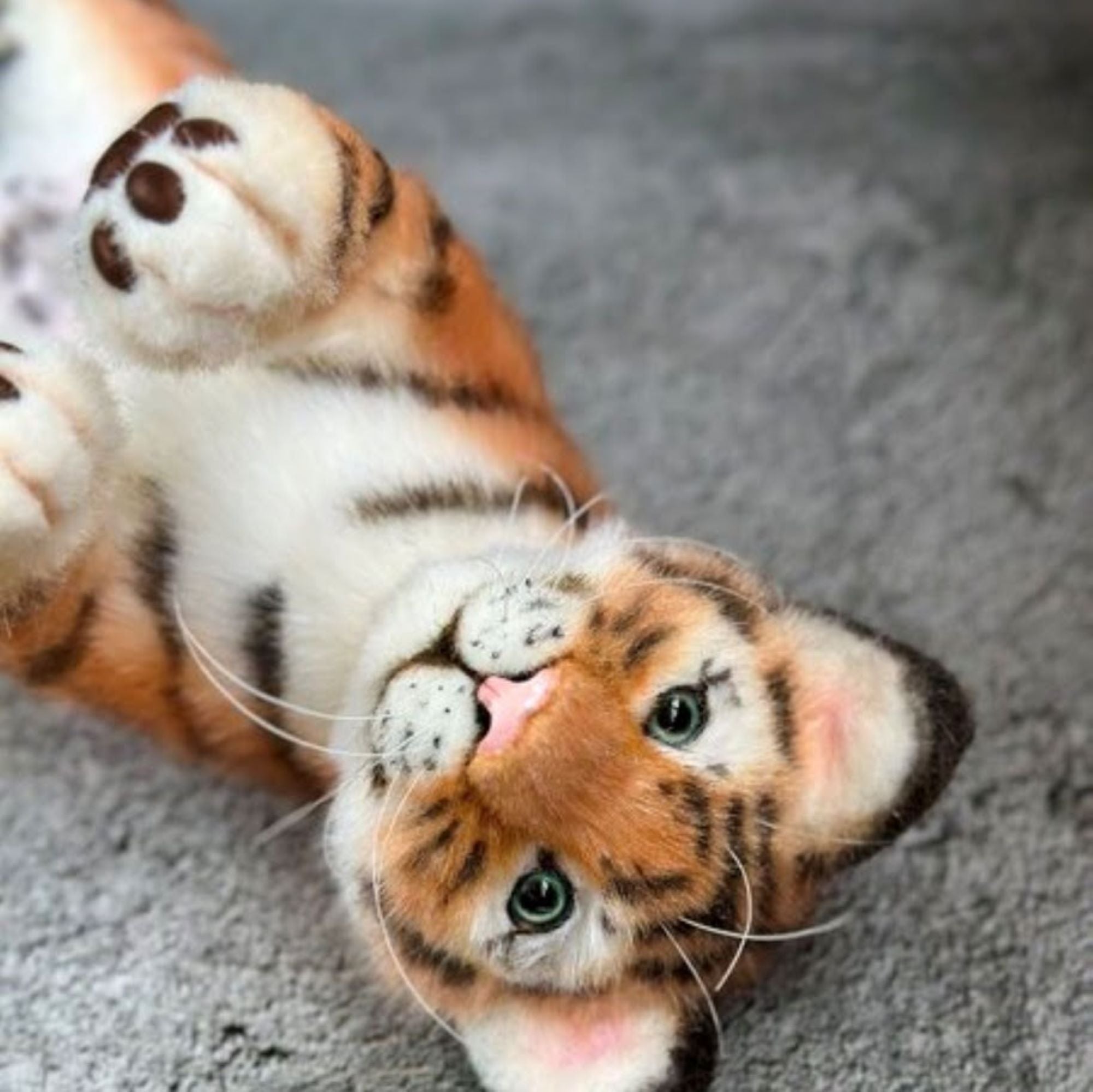 Tiger Cub- A Playful Companion